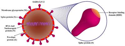 A Comprehensive Review of the Protein Subunit Vaccines Against COVID-19